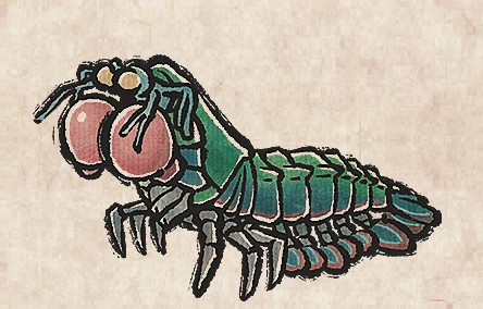 Mantis Shrimp