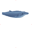 Baby Humpback Whale