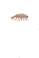Bathynomus