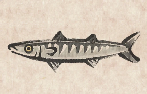 Blackfin Barracuda