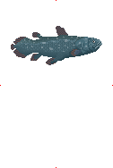 Coelacanth