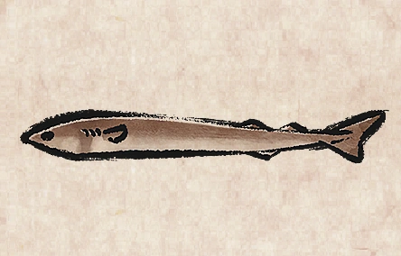 Cookiecutter Shark