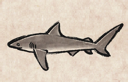 Copper Shark