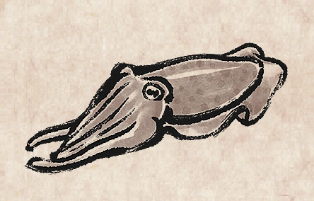 Cuttlefish
