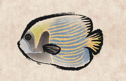 Emperor Angelfish