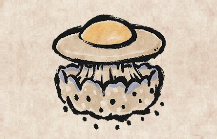 Fried Egg Jellyfish