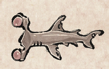 Gazing Shark