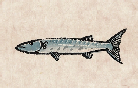 Great Barracuda