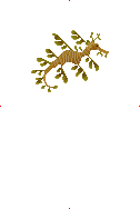 Leafy Seadragon