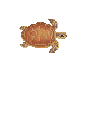 Loggerhead Turtle