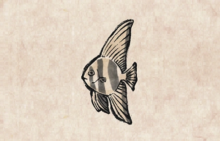 Longfin Batfish