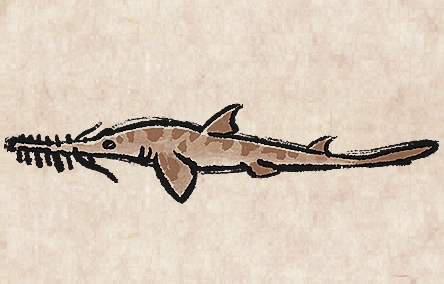 Longnose Sawshark