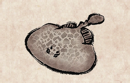Marbled Electric Ray