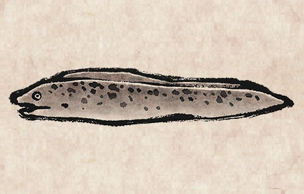 Moray Eel