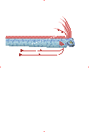 Oarfish