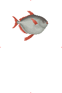 Opah