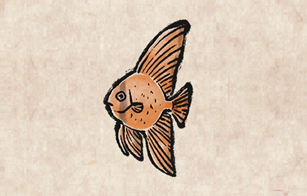 Orbicular Batfish