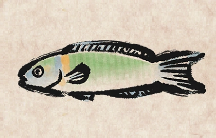 Ornate Wrasse