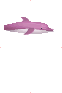 Pink Dolphin