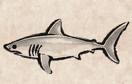 Porbeagle Shark