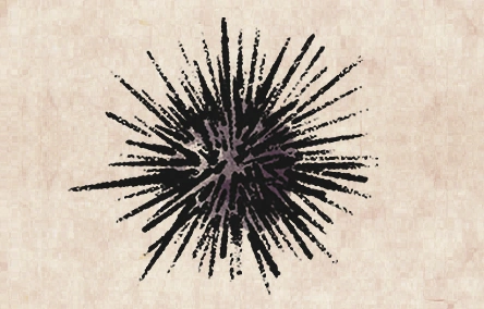 Purple Sea Urchin