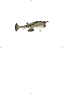 Red-Lipped Batfish