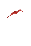 Ruby Seadragon