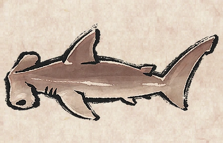 Smooth Hammerhead