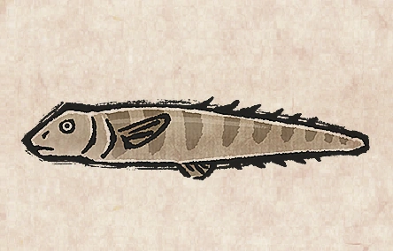 Snub-nosed Spiny Eel