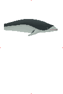 Southern Right Whale Dolphin