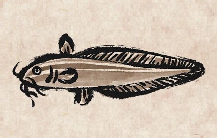 Striped Catfish