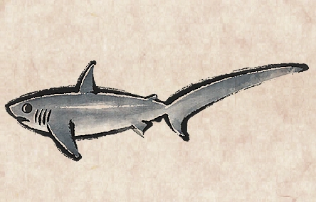Thresher Shark