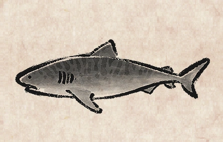 Tiger Shark
