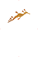 Weedy Seadragon