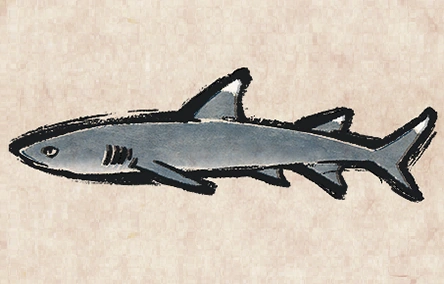 Whitetip Reefshark