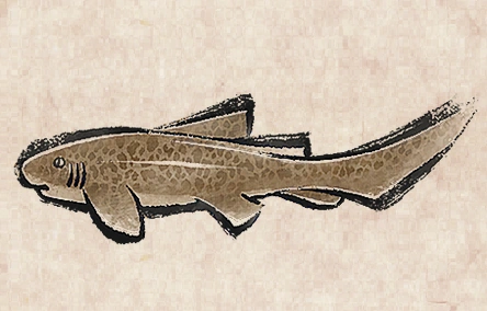 Zebra Shark