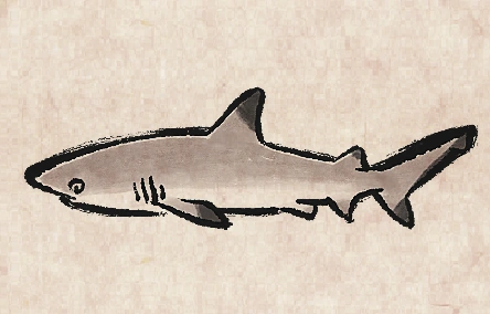 Blacktip Reefshark
