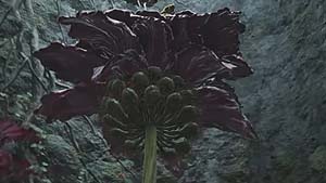 Miranda The Blighted Bloom