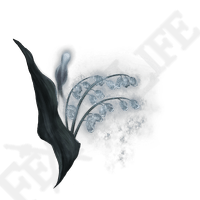 Ghost Glovewort 3
