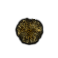 Golden Rune 11