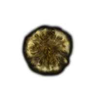 Golden Rune 13