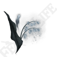 Grave Glovewort 2