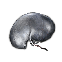 Larval Tear