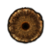 Lord's Rune