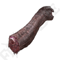 Turtle Neck Meat