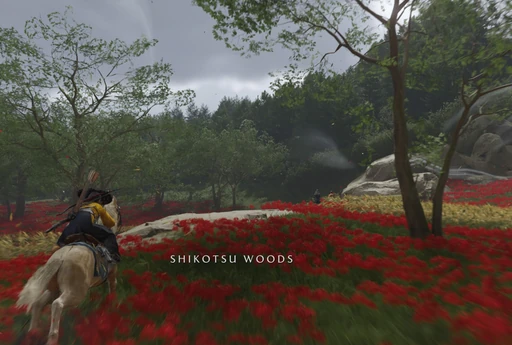 Woods
