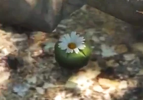 Peyote Plant