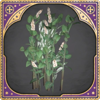 Knotgrass