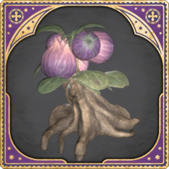 Shrivelfig
