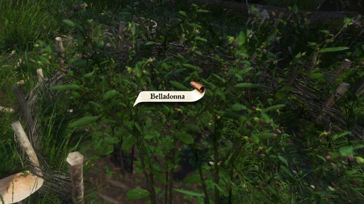 Belladonna
